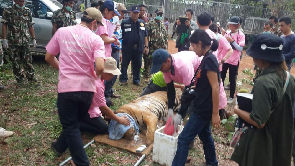 จนท.กำลังดำเนินการจับเสือที่วัดป่าหลวงตาบัว จ. กาญจนบุรี