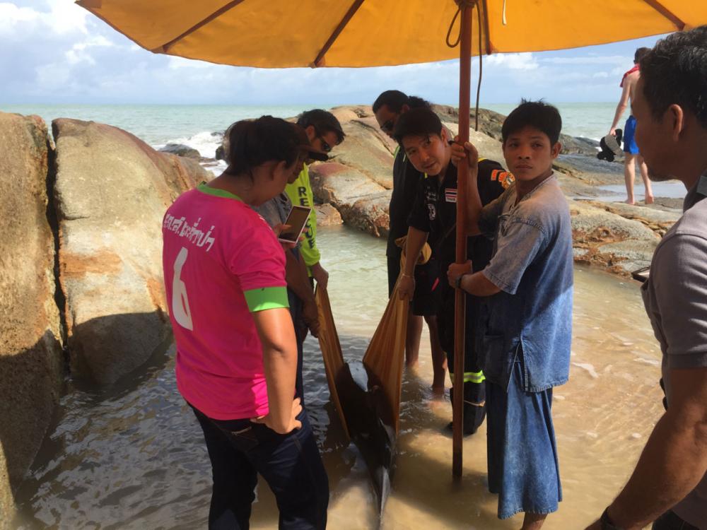 โลมาแถบ มีบาดแผลถลอกและมีบาดแผลลึกถึงชั้นไขมันบริเวณข้างแก้มด้านขวา