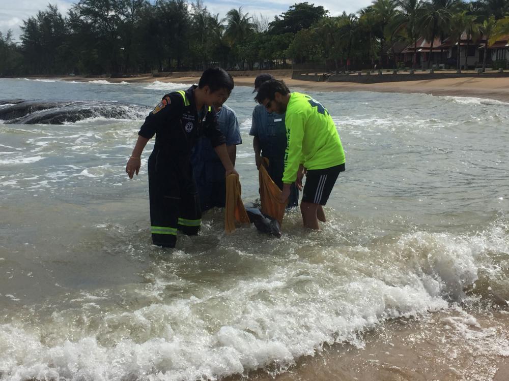 จนท.นำโลมาออกจากจุดเกยตื้นเตรียมส่งไปรักษาตัว