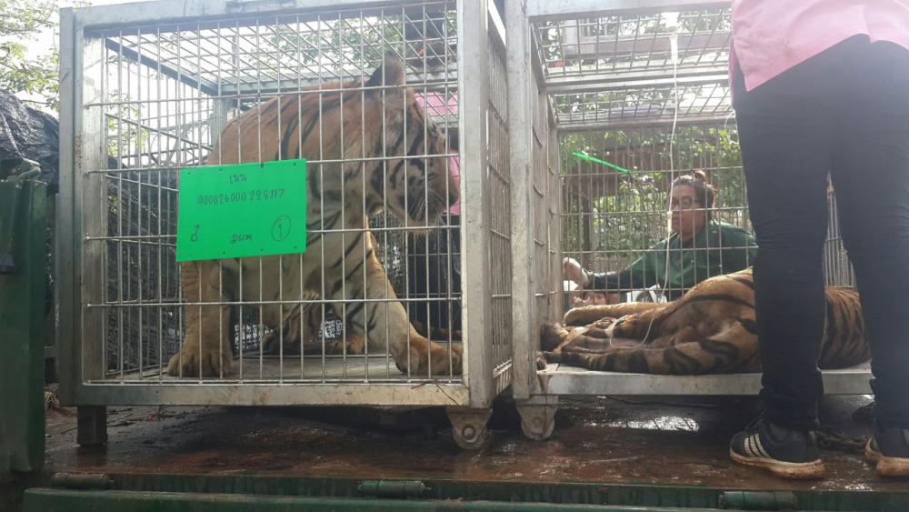 เสือโคร่งเตรียมขนย้ายไปสถานีเพาะเลี้ยงสัตว์ป่าเขาสน จ.ราชบุรี