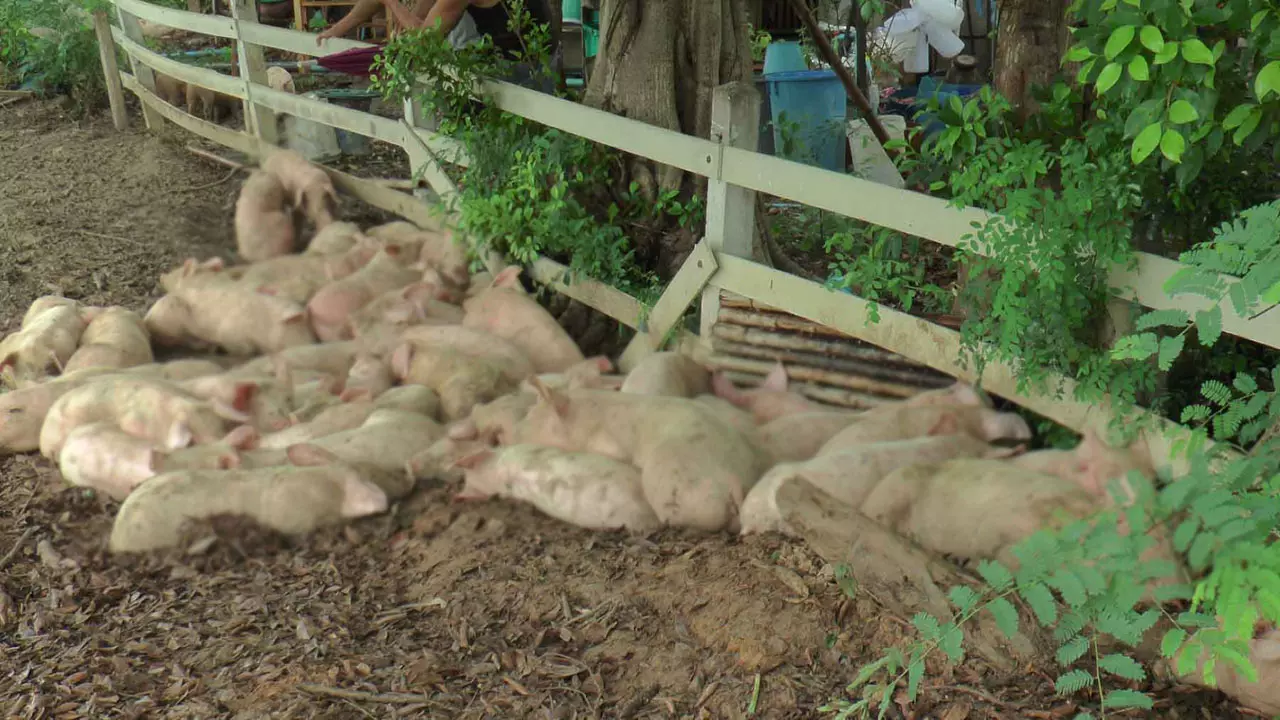 รถบรรทุกลูกหมูเจอเก๋งตัดหน้าพลิกคว่ำลงข้างทางที่แพร่ ตายเกลื่อนนับร้อย