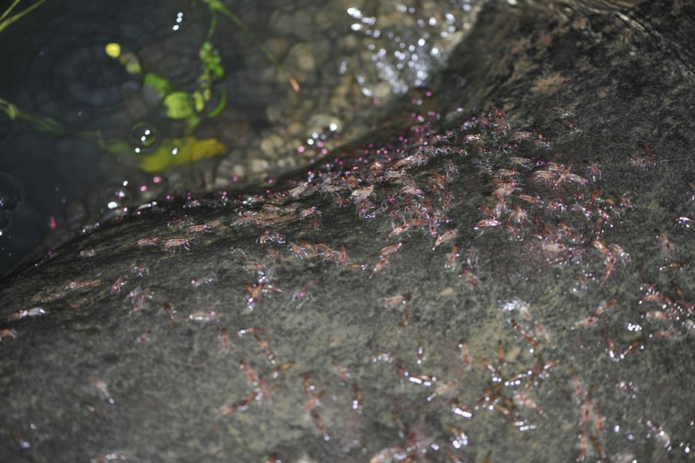 กุ้งนับแสนเดินขบวนทวนกระแสน้ำ ที่อุบลราชธานี