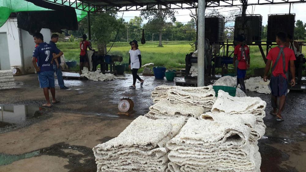 จนท.ตรวจสอบโรงงานรับซื้อยางพารา ที่อ.ละหานทราย จ.บุรีรัมย์