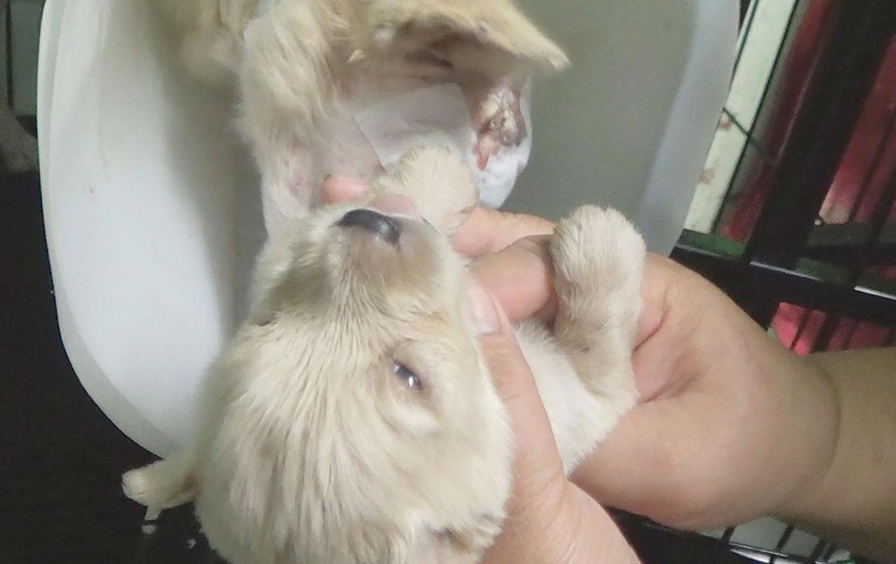 น่าสงสาร แม้เป็นสุนัขก็รักลูกเท่าชีวิต