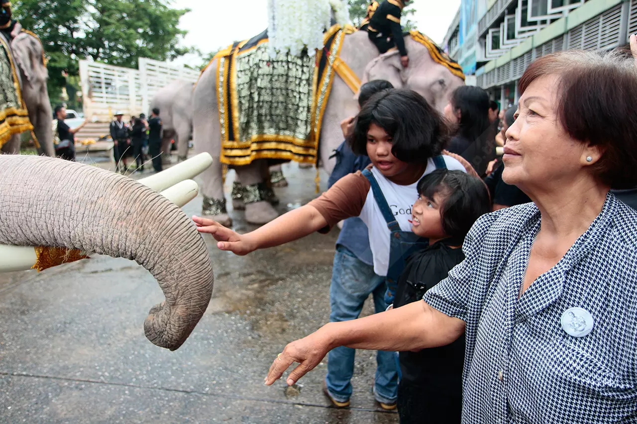 สง่างามแสนรู้! ขบวนช้างมงคลงางาม 11 เชือก แสดงความอาลัยในหลวงร.9