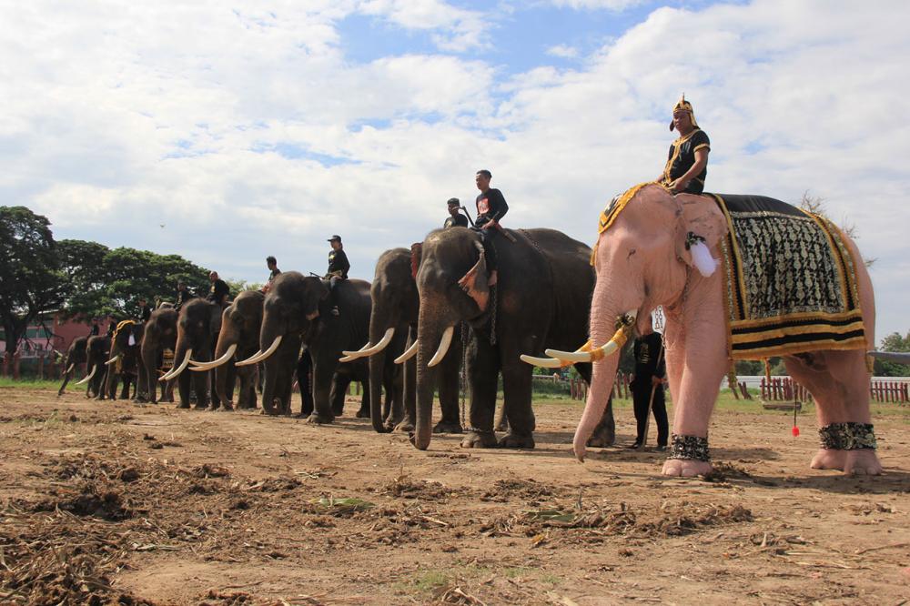 ช้าง 10 เชือก เตรียม เข้าร่วมแสดงความอาลัยพระบาทสมเด็จพระปรมินทรมหาภูมิพลอดุลยเดช 8 พ.ย.นี้