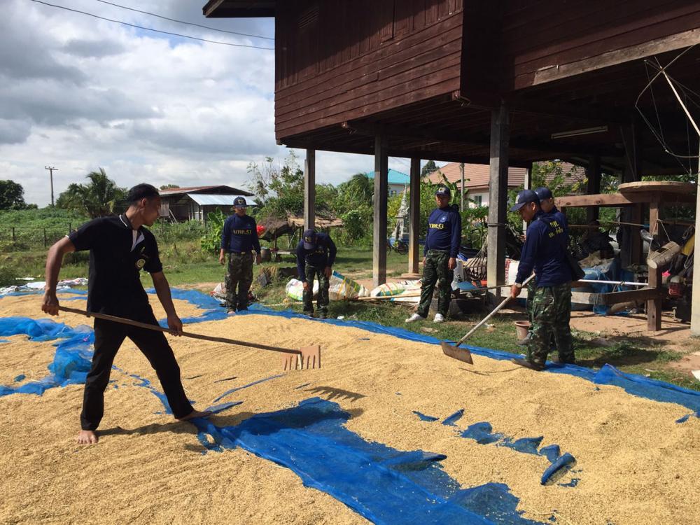 ทหารพัฒนาลงช่วยชาวนา