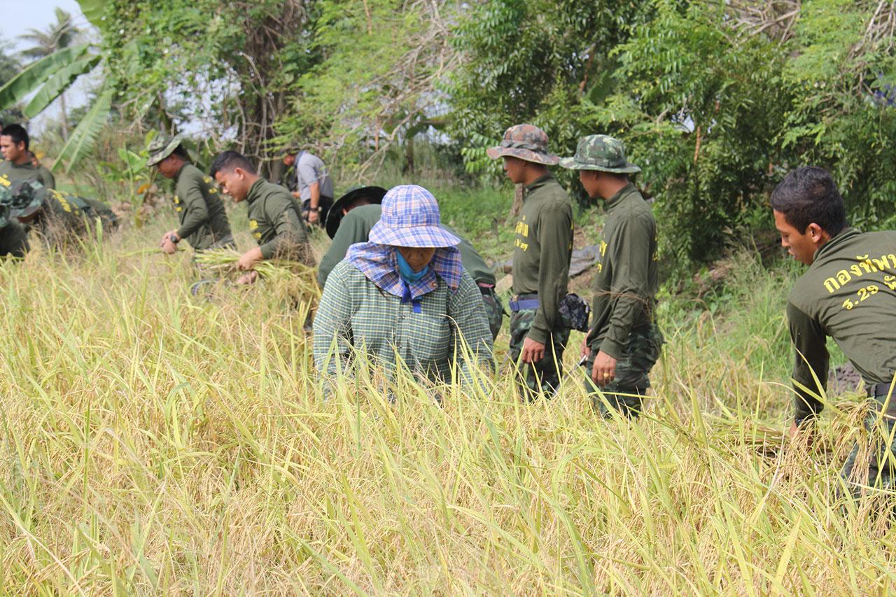 กำลังพลทหารออกเกี่ยวข้าว