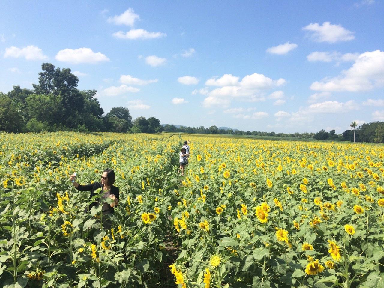 ทุ่งทานตะวัน ลพบุรี