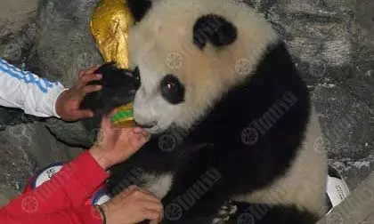 ลุ้นชี้ชะตา ต่อวีซ่าหลินปิง (ซุป) ตาร์ตัวจริงของไทย