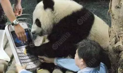 ลุ้นชี้ชะตา ต่อวีซ่าหลินปิง (ซุป) ตาร์ตัวจริงของไทย