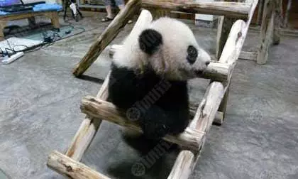 ลุ้นชี้ชะตา ต่อวีซ่าหลินปิง (ซุป) ตาร์ตัวจริงของไทย