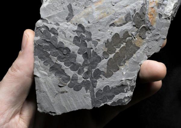Credit : Palaeobotany Research Group