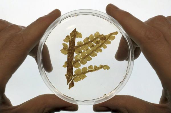 Credit : Palaeobotany Research Group Munster