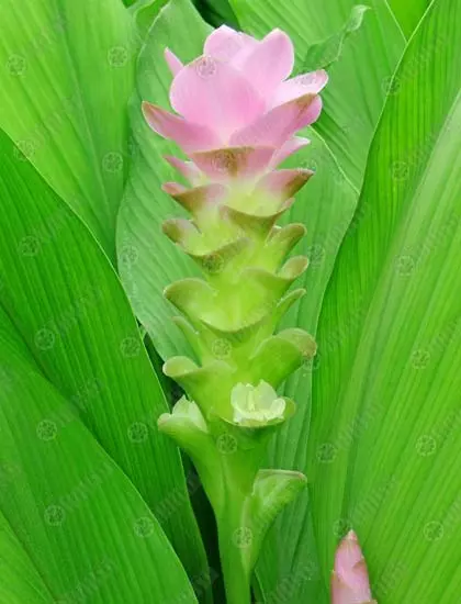ปทุมมา..ลัดดาวัลย์ นวัตกรรม..วิจัยไม้ดอกไทย