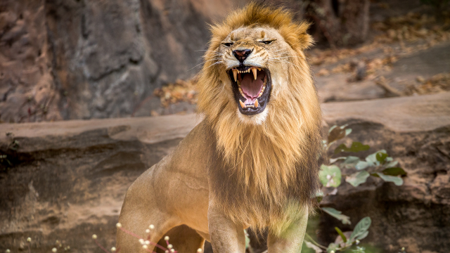 .ทำนายฝันเห็นสิงโตตัวใหญ่ สิงโตหลายตัว การงานจะก้าวหน้าจริงหรือไม่ มีเลขเด็ดตัวไหนบ้าง?.