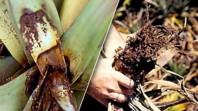 สับปะรดระวังยอด/รากเน่า