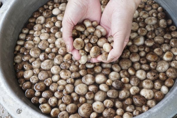 เปิดคำทำนาย "ฝันว่าเก็บเห็ดได้เยอะมาก" ดีหรือไม่ จะได้เลื่อนขั้นจริงหรือ?