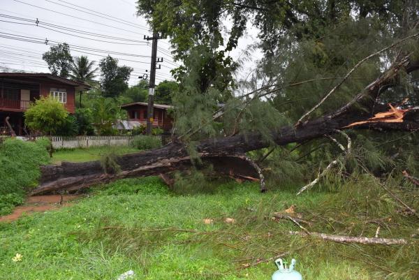 ผัวเมียขับรถฝ่าฝนจะไปออกรถใหม่ เจอต้นสนอายุกว่าร้อยปีโค่นทับตาย 1 เจ็บ 1