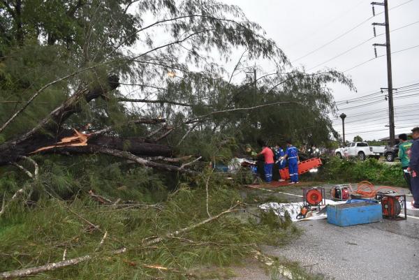 ผัวเมียขับรถฝ่าฝนจะไปออกรถใหม่ เจอต้นสนอายุกว่าร้อยปีโค่นทับตาย 1 เจ็บ 1