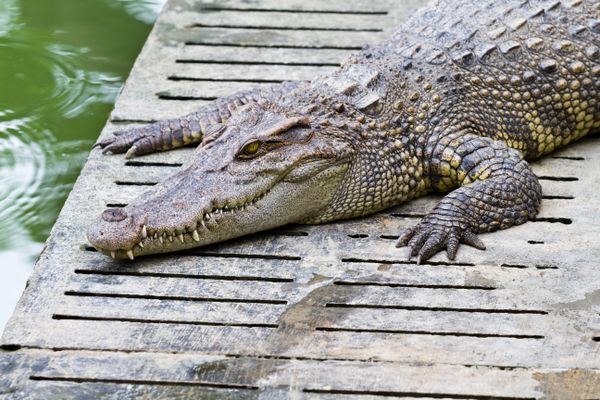 เปิดคำทำนาย "ฝันเห็นจระเข้ตัวใหญ่" ต้องแก้บนจริงหรือ?