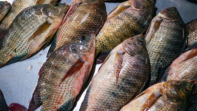 ปรอทกับปลานิล