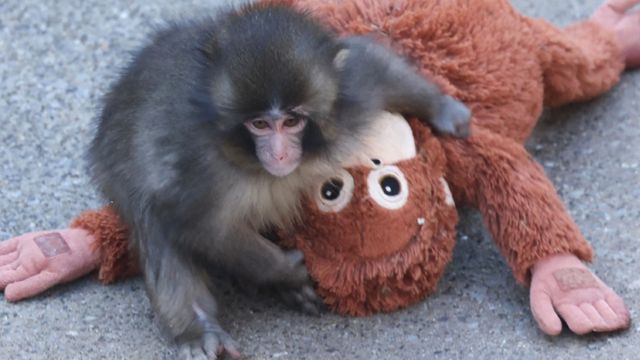 Meet Punch-kun, the Japanese Monkey Holding a Lonely Doll: Which Zoo Is He At and Why Is He a Global Viral Sensation?
