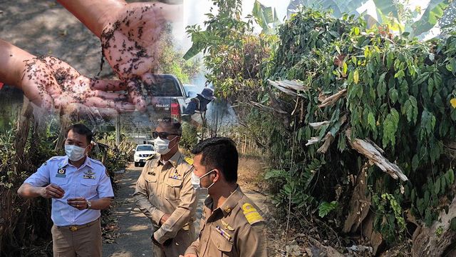 “ตัวคุ่น” หรือ “ริ้นดำ” พิษไม่ร้าย..ไม่ถึงตาย