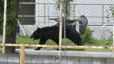 Japan Races to Capture Highly Intelligent Bear That Attacked Four