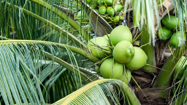 “มะพร้าวน้ำหอมราชบุรี” ลุยยุโรป