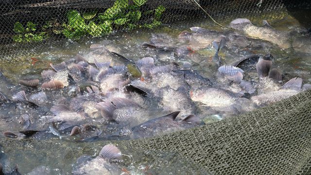 ห่วง “ปลาแรดลุ่มน้ำสะแกกรัง”