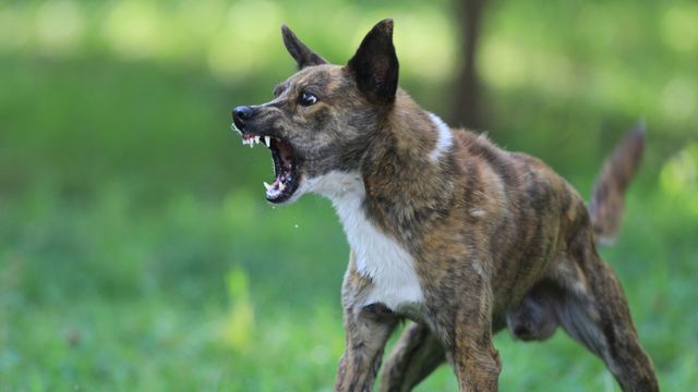 โรคพิษสุนัขบ้า ภัยเงียบตัวร้ายเสียชีวิตเกือบ 100% เช็กอาการและวิธีป้องกันที่ถูกต้อง