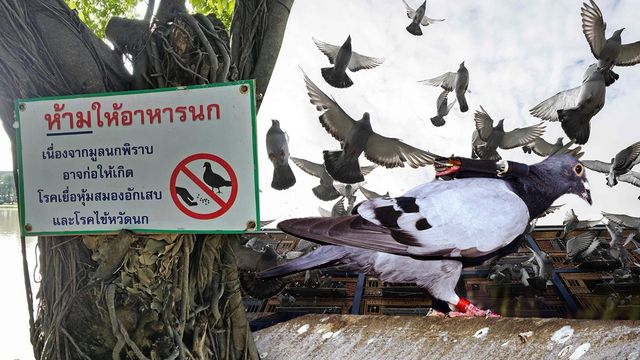 ภัย!เงียบนกพิราบ เชื้อราปอดอักเสบ