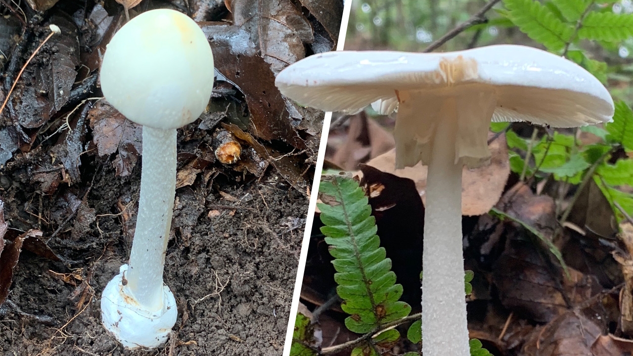 ชีวิตแพทย์พิษพเนจร 3 ความเชื่อผิดๆ เช็ก 15 เห็ดพิษ ออกฤทธิ์ถึงตาย หลังกิน 4 ชม.