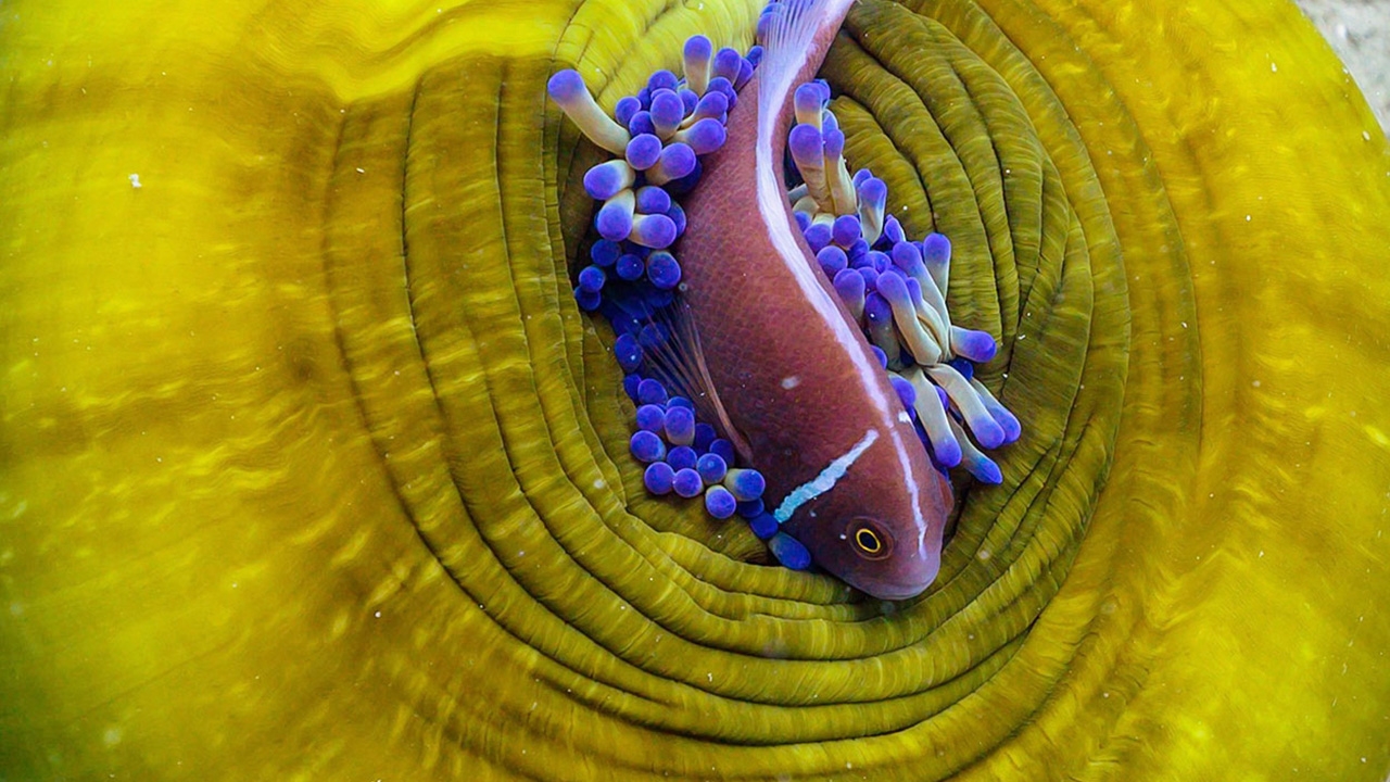 เที่ยวเกาะเต่าดำน้ำดูปะการังกัลปังหา ลุ้นเจอฉลามวาฬ ควรไปช่วงไหนดี