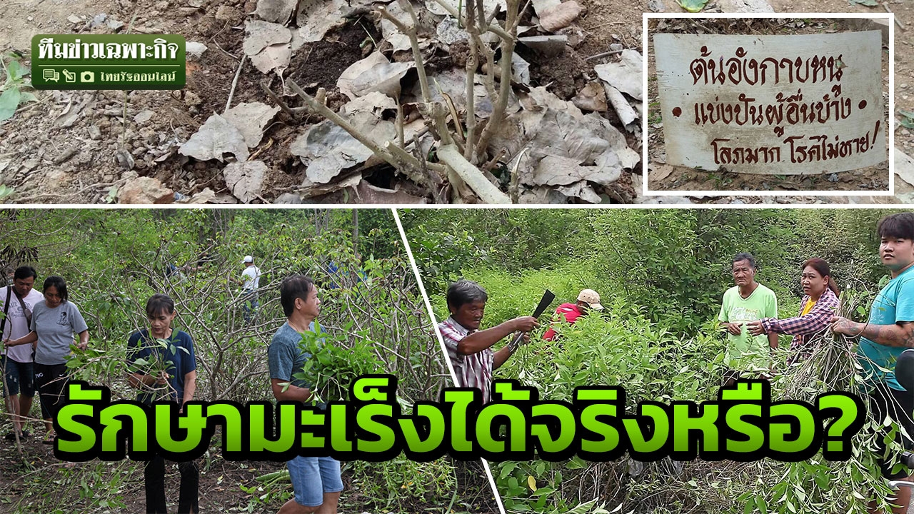 แห่เก็บอังกาบหนู ยายวัย 81 ต้มดื่มเนื้องอกหาย! แพทย์ เฉลยรักษามะเร็งได้จริงหรือ?