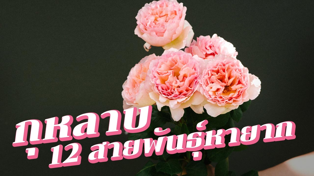 ทำความรู้จัก! 'ตำนานกุหลาบหายาก' ทั้ง 12 สายพันธุ์จากยุโรป 