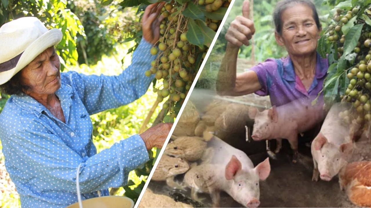 เปลี่ยนสวนผสม5ไร่ ใช้พื้นที่ปลูกลำไย ในวัย71ปี  "ป้าละออ" เกษตรกรดีเด่น