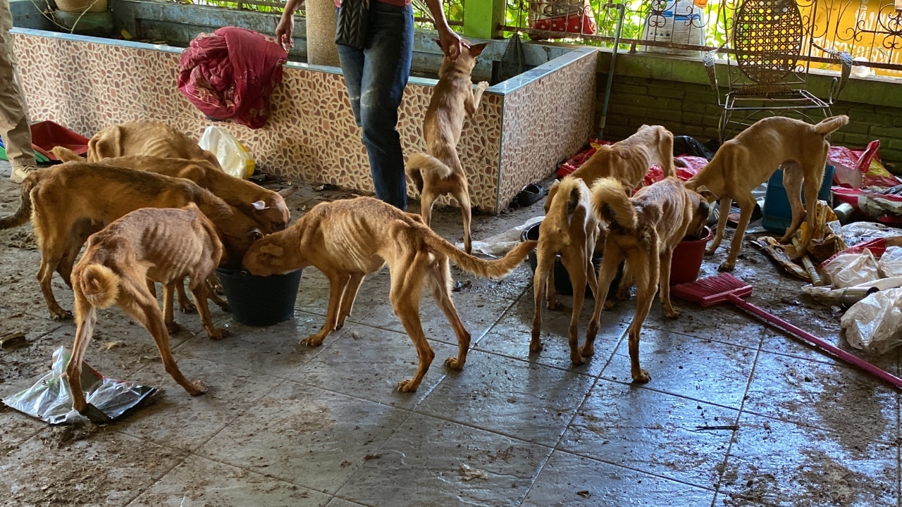 มูลนิธิบ้านหมายิ้มฯ ช่วยสุนัขในบ้านเช่าผอมโซ 15 ตัว เจ้าของดูแลไม่ไหว