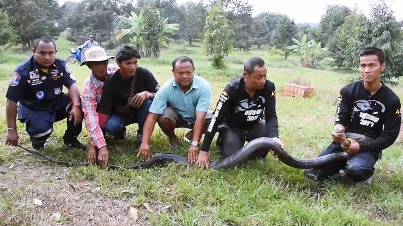 ไอ้ดำ โคตรจงอาง กับวิชาอสรพิษวิทยา จากหมองู คนดังแห่งจันทบุรี