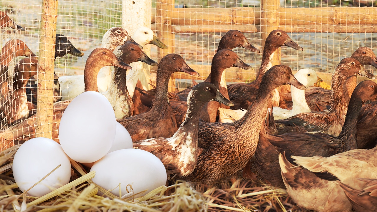 สงกรานต์ไม่เหมือนเดิม ชีวิตต้องเริ่มใหม่ คืนสู่บ้านนาไม่กลับกรุง