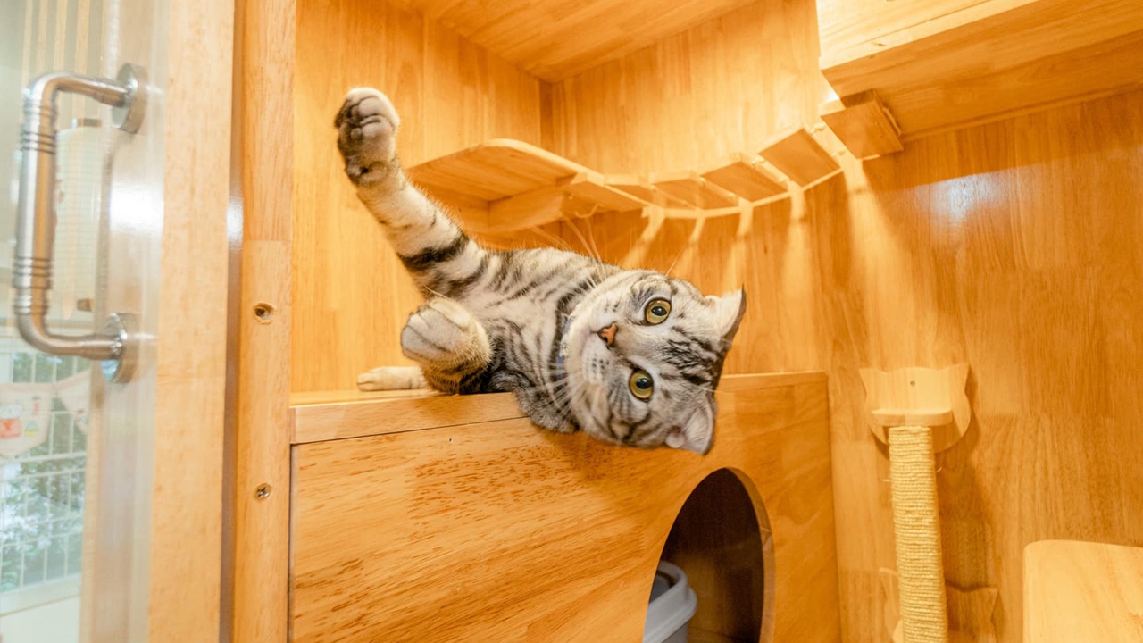 ได้ใจทาสแมว รับฝากแมวเหมียว จัดเต็มสปา นวดอโรมาสุดเคลิ้ม (คลิป)