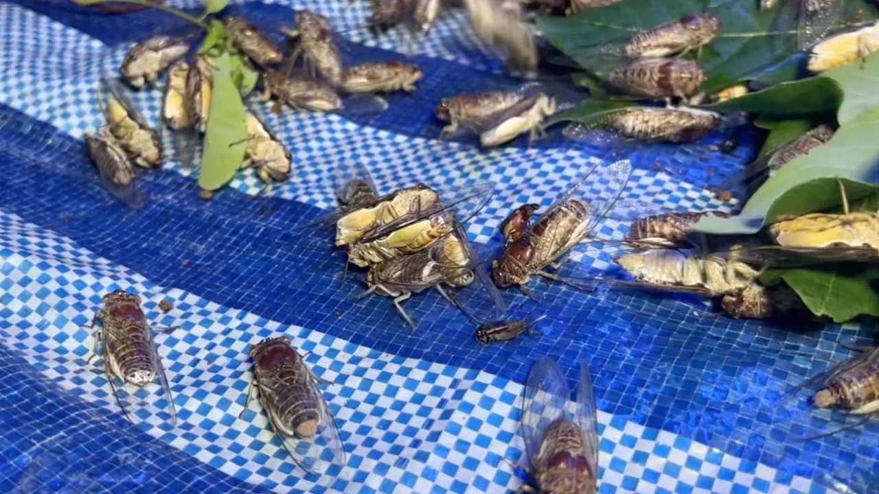 ส่งท้ายฤดูกาลจับจักจั่นจันทบุรี ชาวบ้านจับขายสร้างรายได้งาม กก.ละ 150-400 บาท