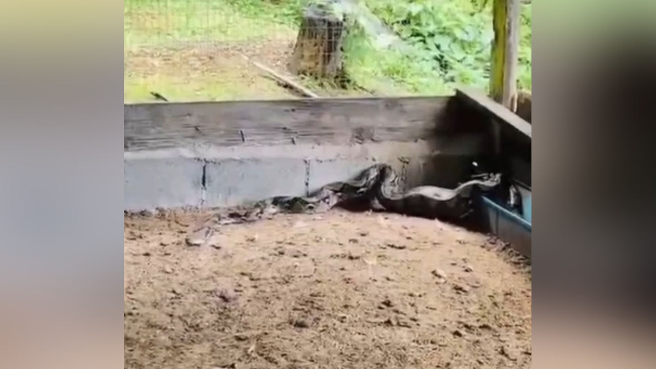 แตกตื่นทั้งโรงเรียน เมื่อเด็กวิ่งมาบอกครู พบงูเหลือมตัวใหญ่บุกเล้าไก่