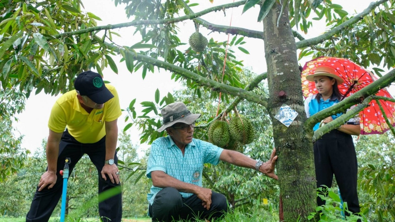 ศจช.ตำบลตะกุกใต้ ต้นแบบเกษตรกรใช้ IPM  นำชีวภัณฑ์จัดการศัตรูพืช ลดต้นทุนในแปลง