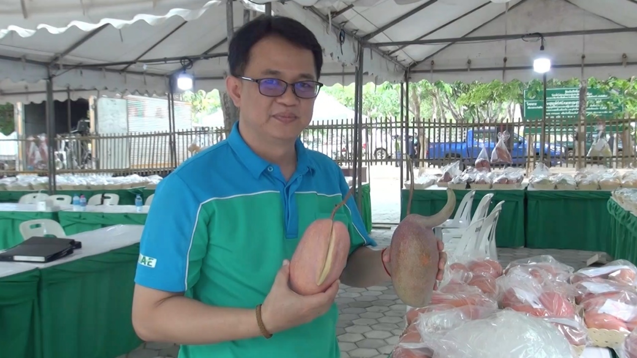 เกษตรเชียงใหม่ จัดงานวันมะม่วงถึง 7 มิ.ย. เผยแชมป์ผลยักษ์ปี 67 หนัก 3.18 กก.