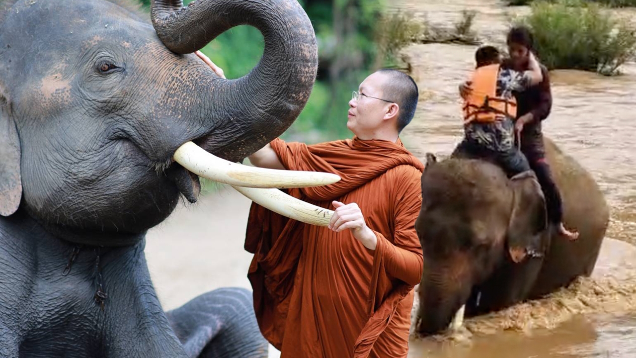 พลายวาเลนไทน์ ฮีโร่ช่วยนักท่องเที่ยว อดีตช้างเร่ร่อน อาศัยวัดข้างเมรุอยู่เป็นปี