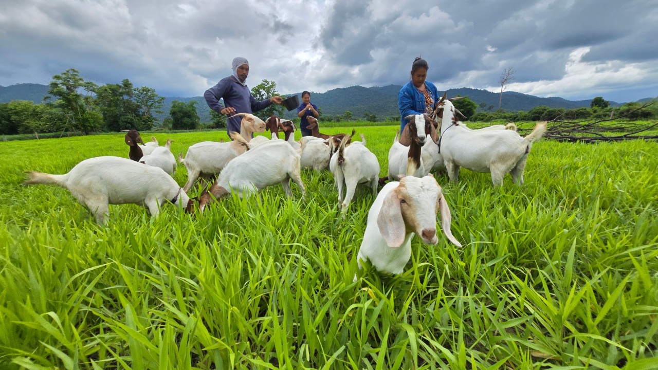 เกษตรกรกำแพงเพชร ปลูกมังคุดควบเลี้ยงปศุสัตว์ ทำรายได้ดีเล็งทำโฮมสเตย์ต่อยอด