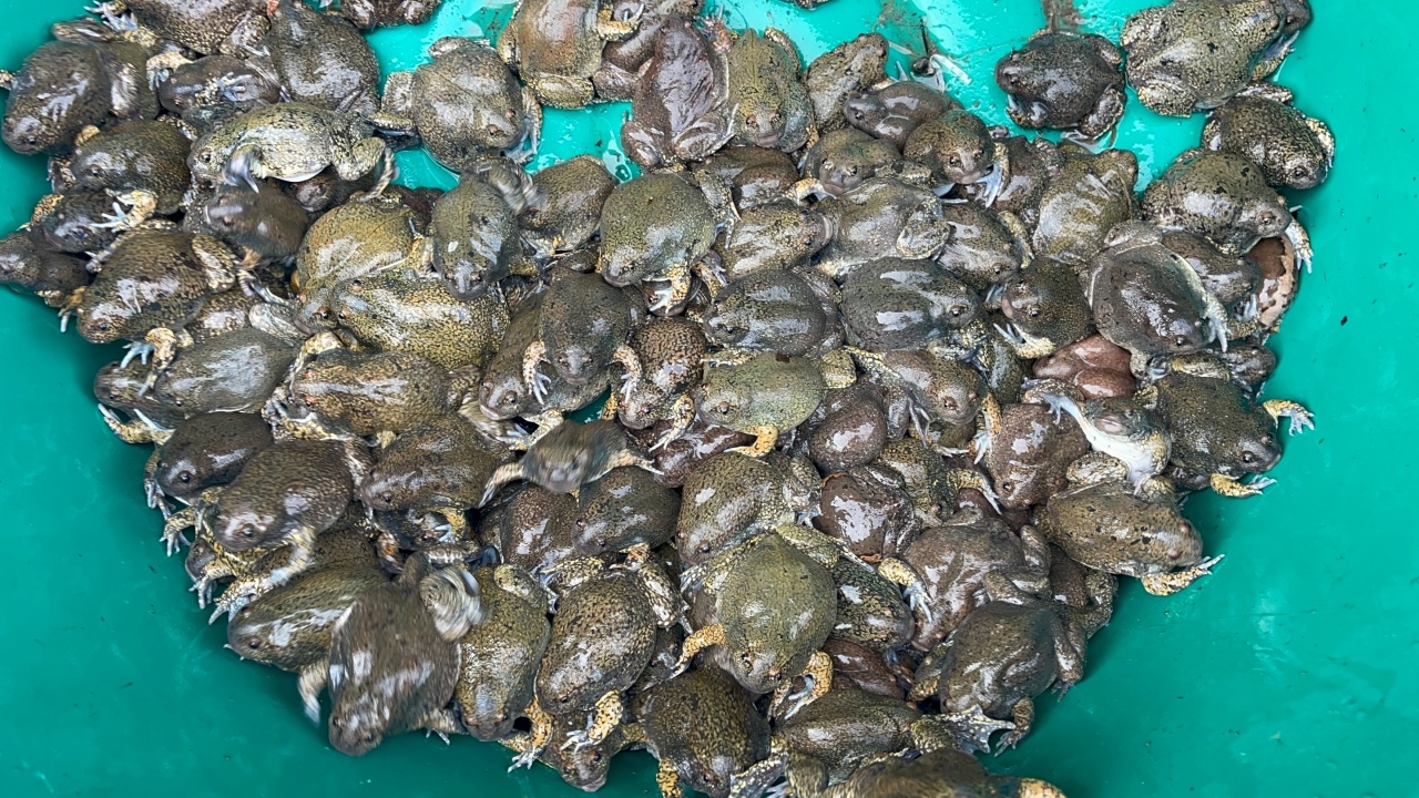 ชาวบ้านคอนสาย ออกหาอึ่งไข่หลังฝนตกขายทำเงินดี พ่อค้าหัวใสจับทำอาหาร