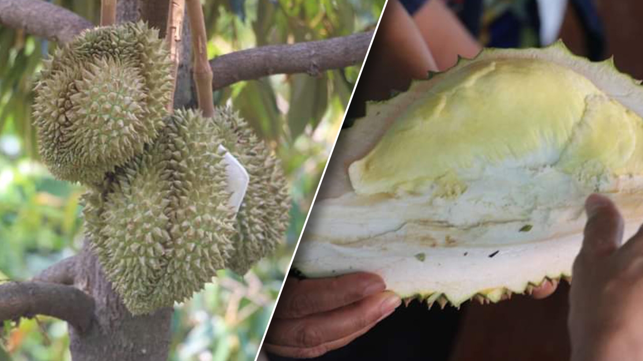 รู้จัก "ทุเรียนดงแม่เผด" ผู้ชนะแดดเมษายนของร้อยเอ็ด สุกพร้อมให้ชิมแล้ว